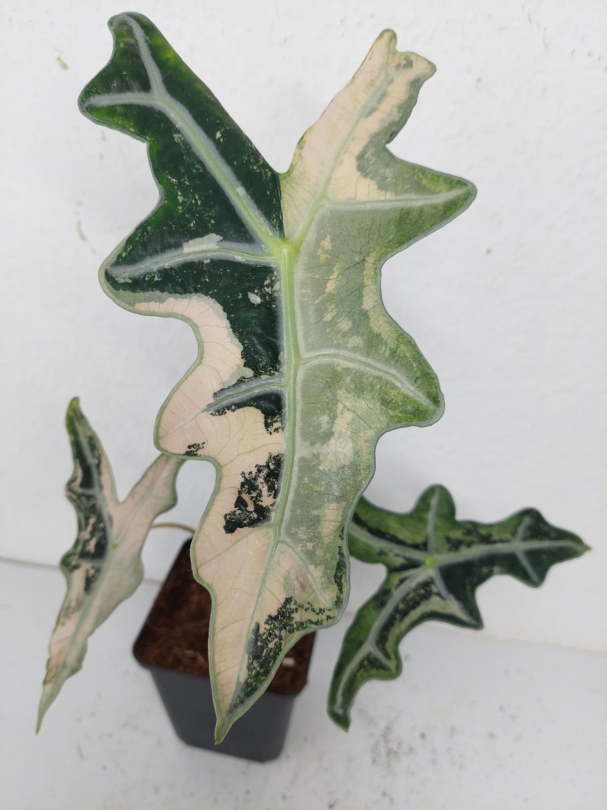 Alocasia Nobilis Pink Variegata