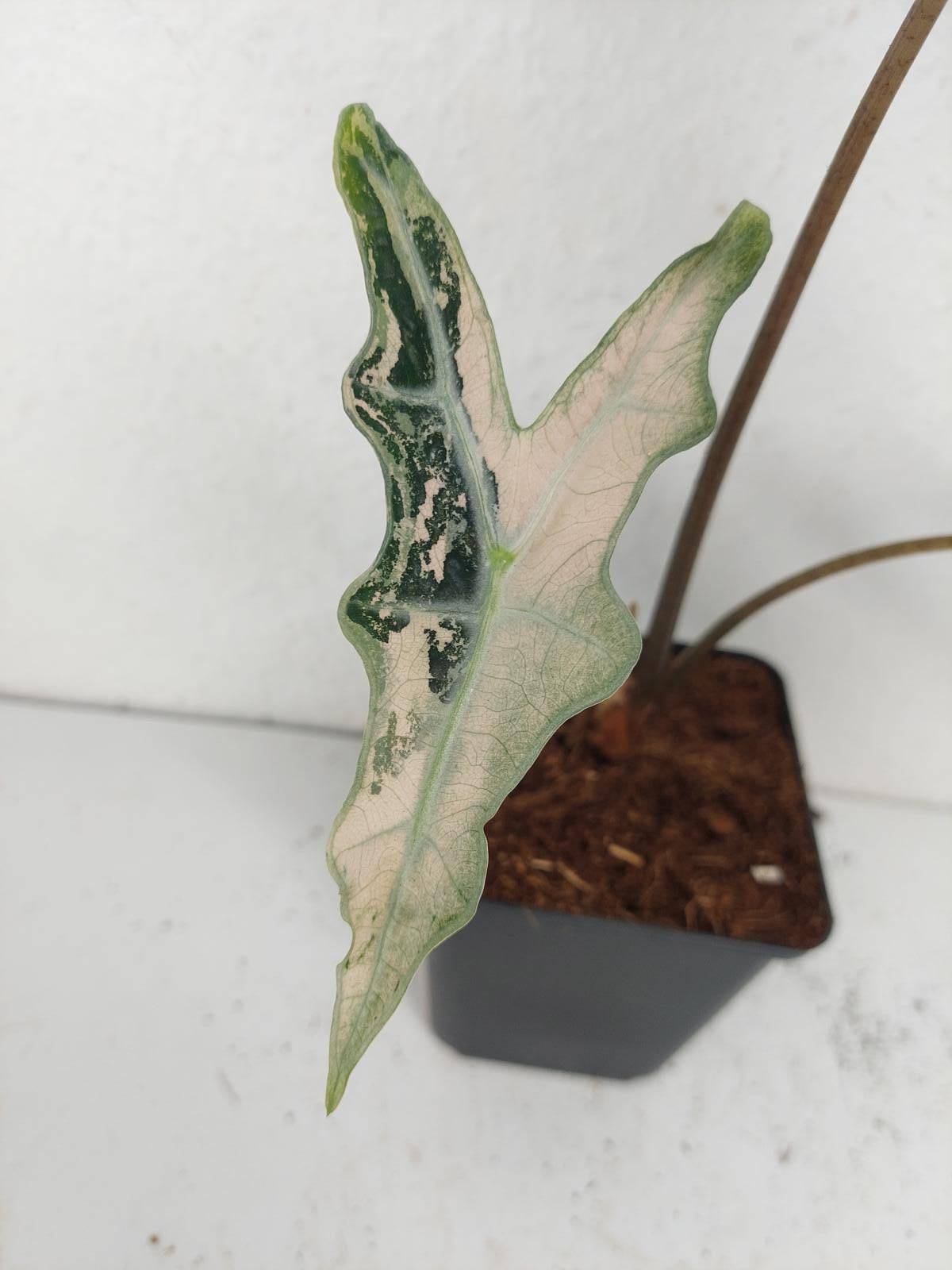 Alocasia Nobilis Pink Variegata