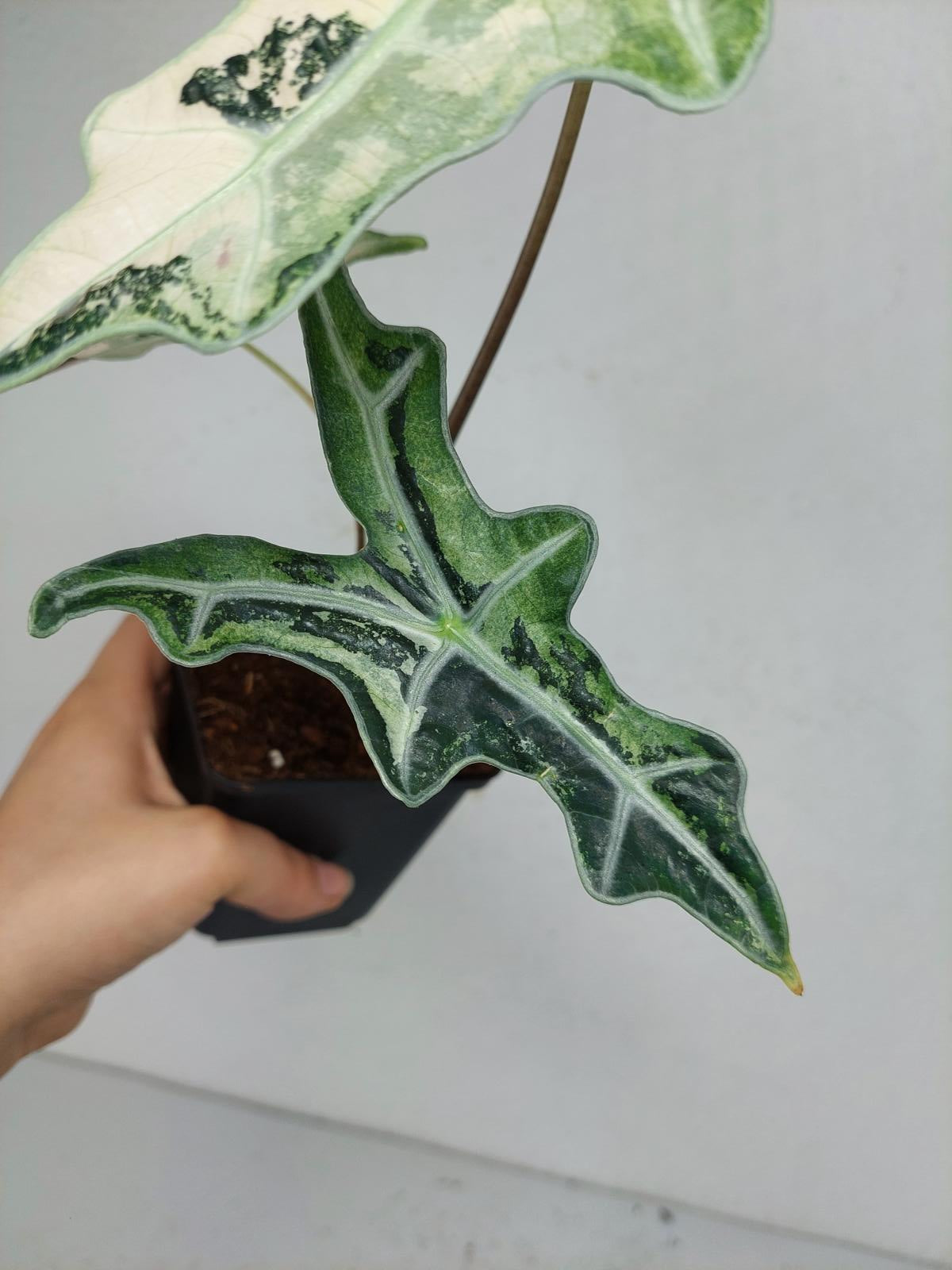 Alocasia Nobilis Pink Variegata