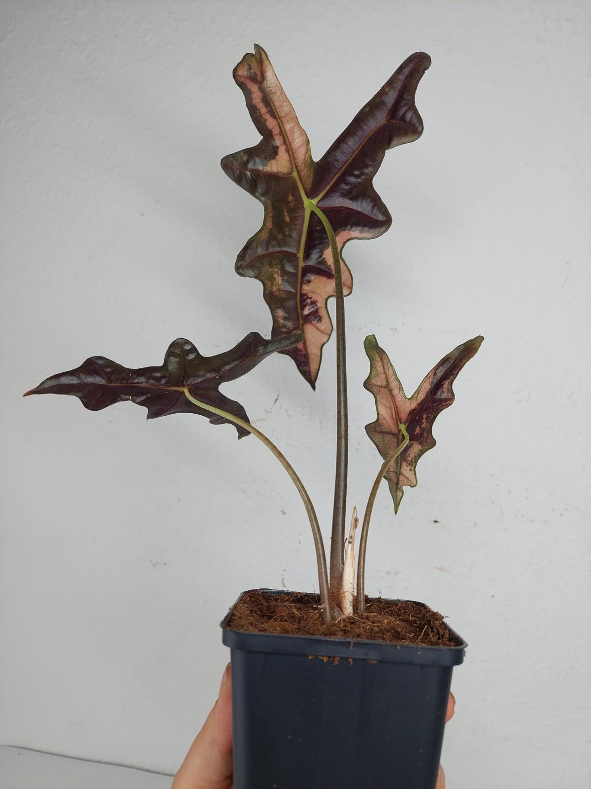 Alocasia Nobilis Pink Variegata
