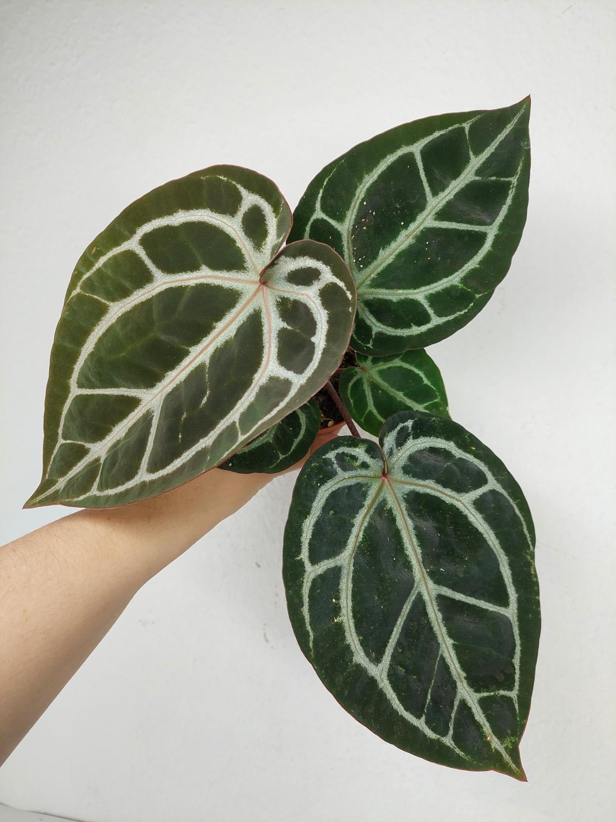 Anthurium Zara x Michelle X Michelle