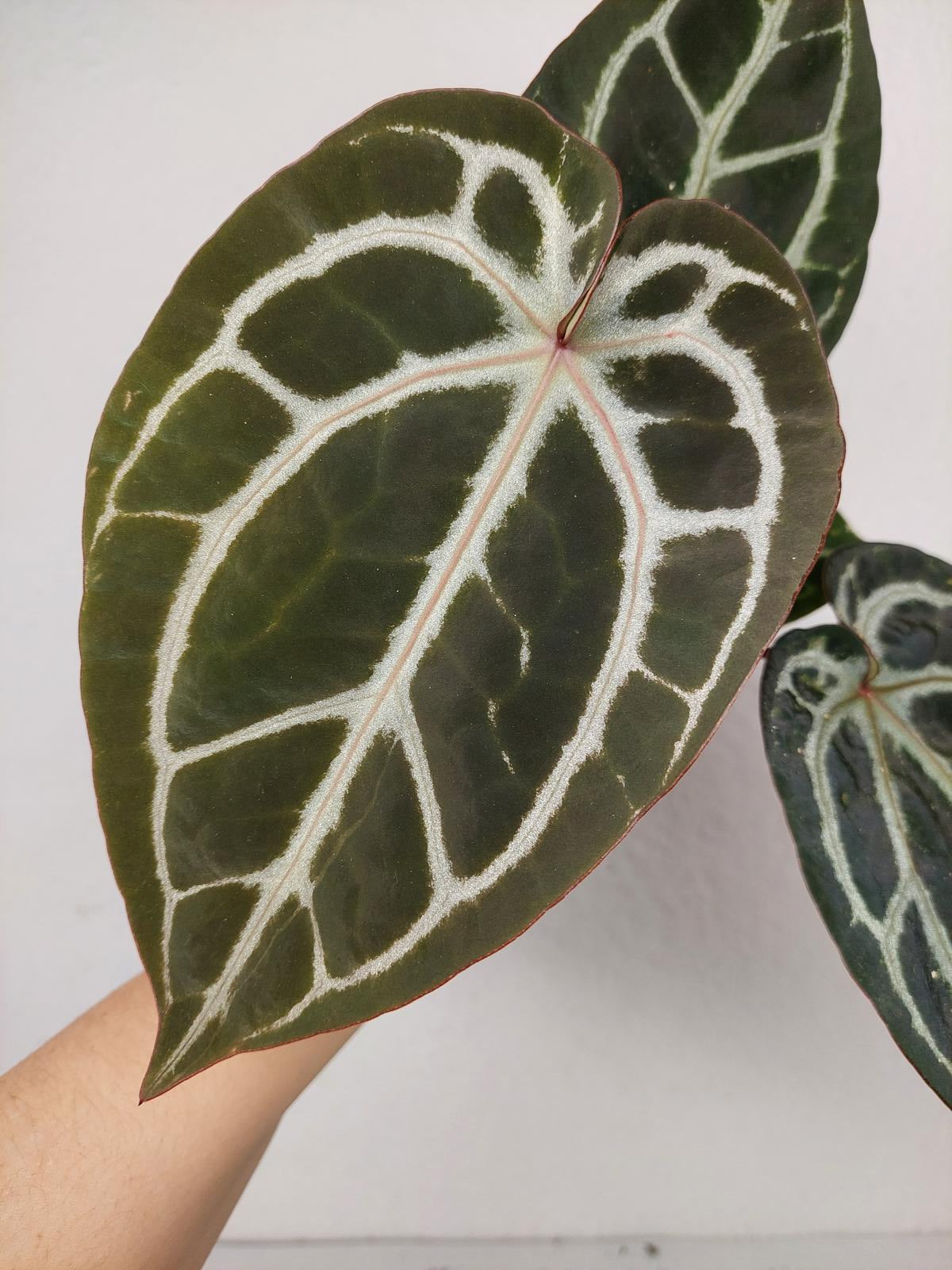 Anthurium Zara x Michelle X Michelle