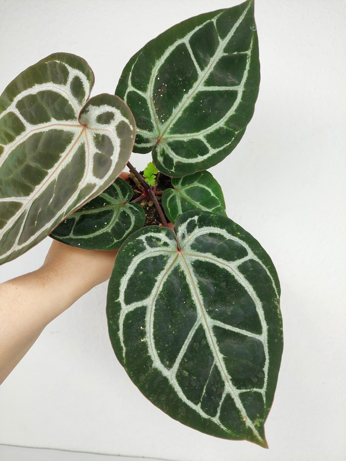 Anthurium Zara x Michelle X Michelle