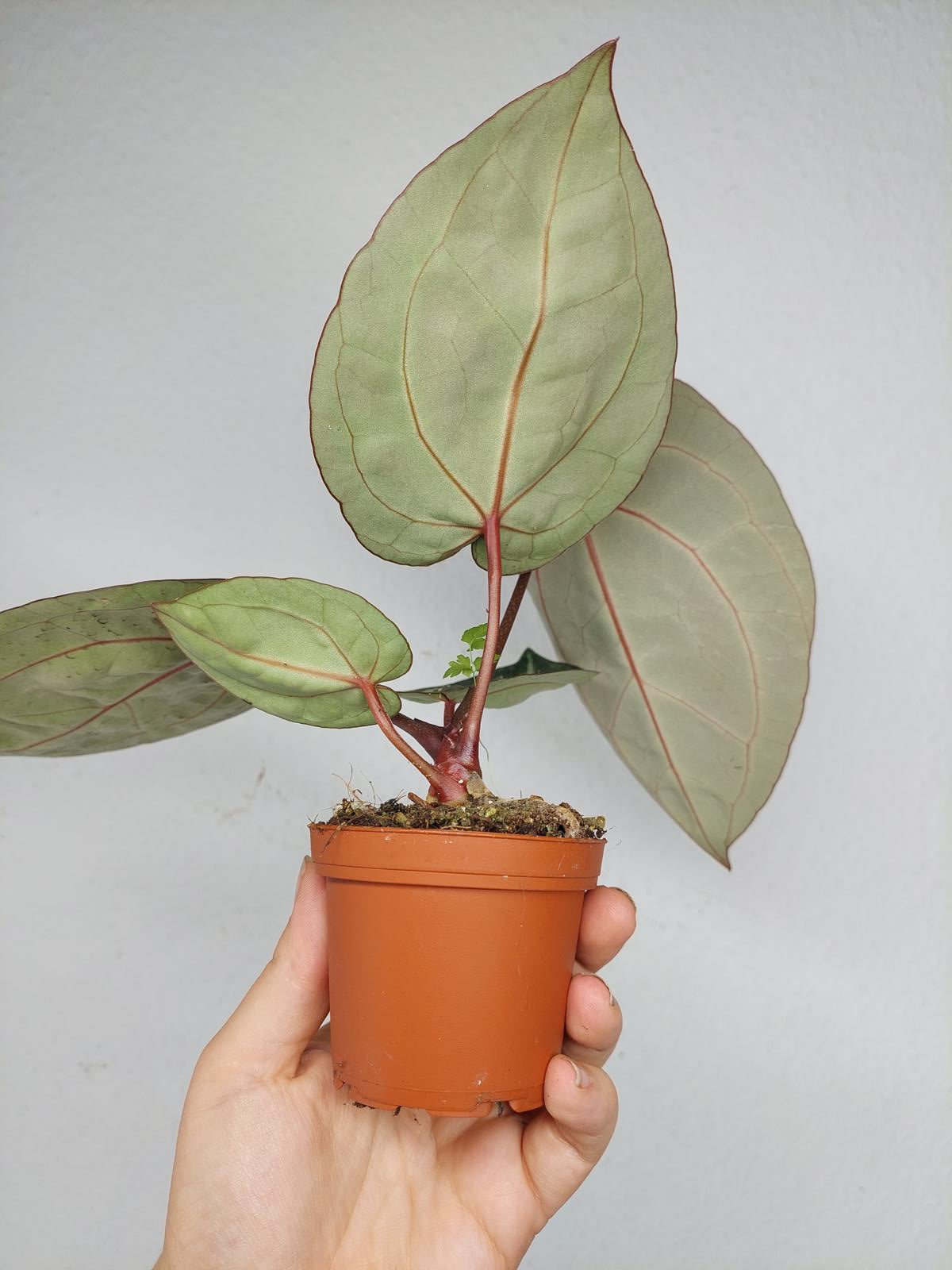 Anthurium Zara x Michelle X Michelle