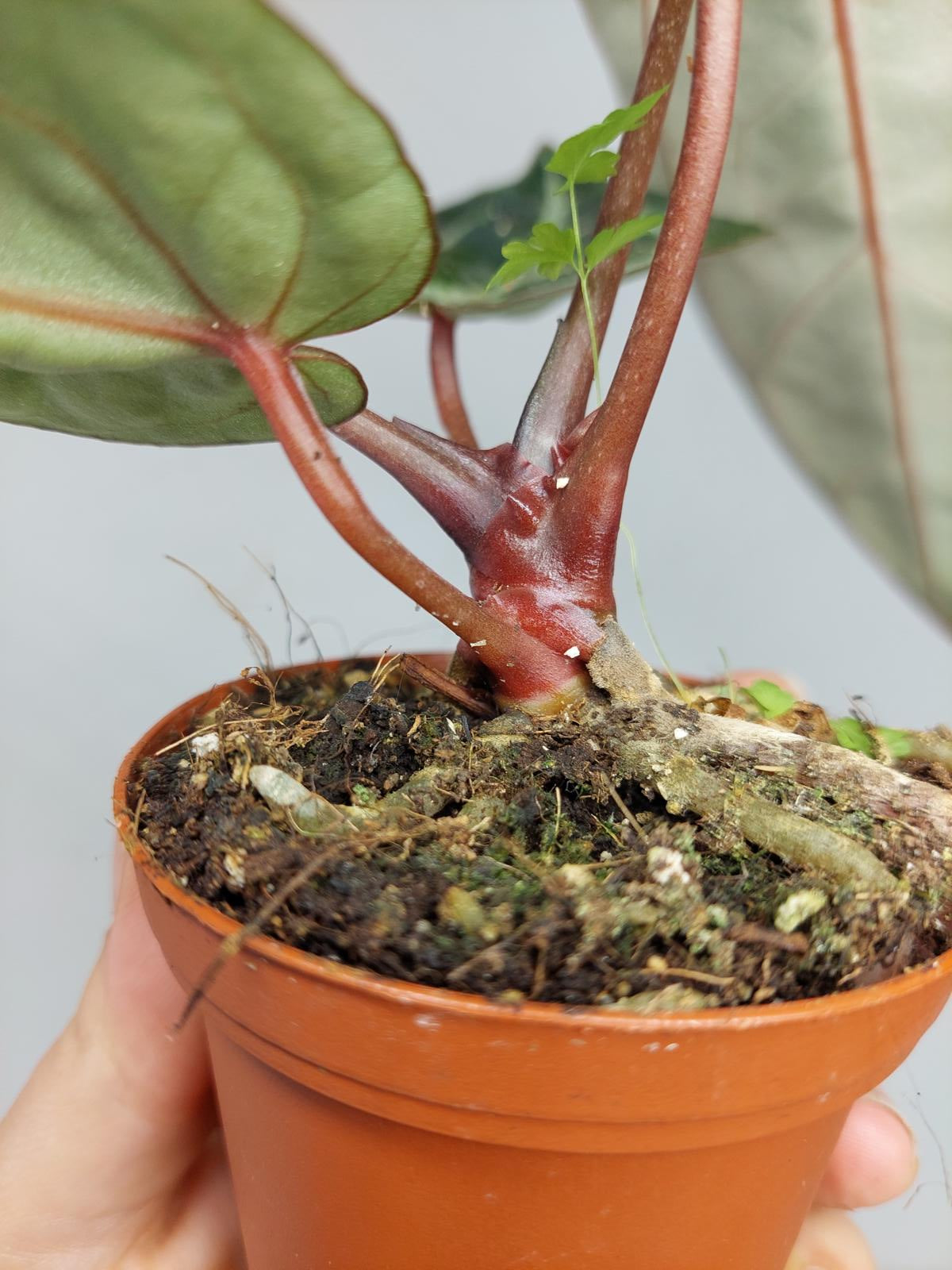 Anthurium Zara x Michelle X Michelle