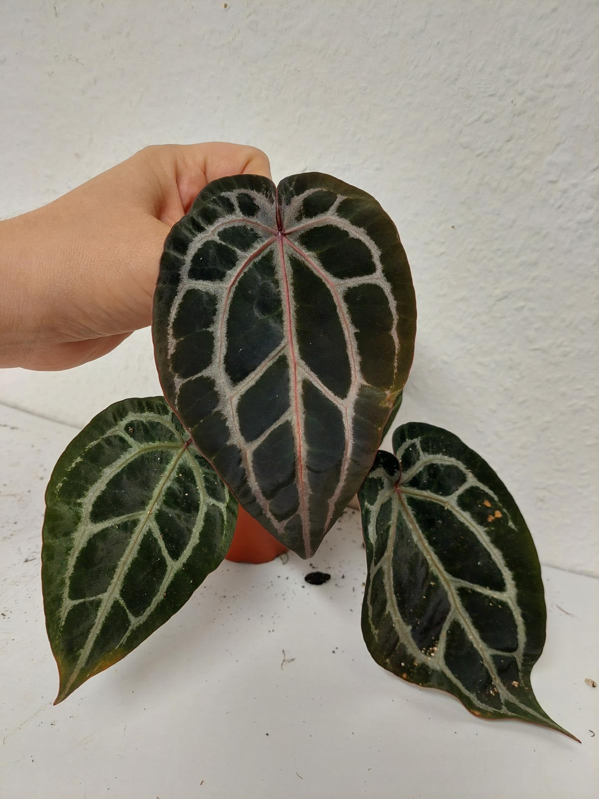 Anthurium Zara x Michelle X Michelle
