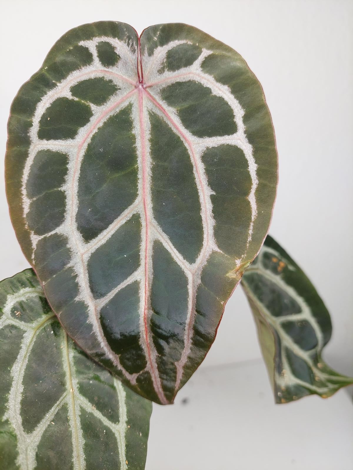 Anthurium Zara x Michelle X Michelle