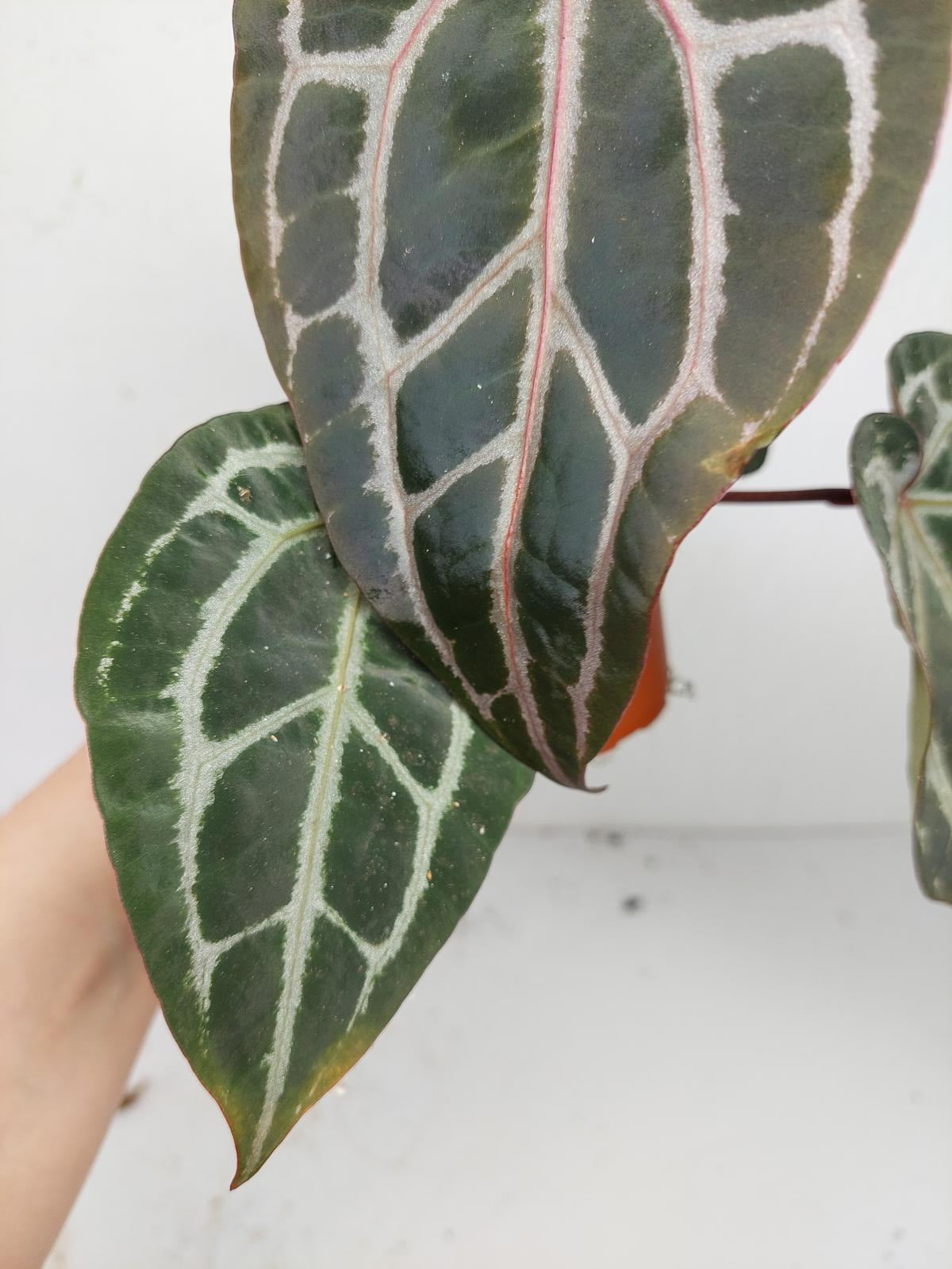 Anthurium Zara x Michelle X Michelle