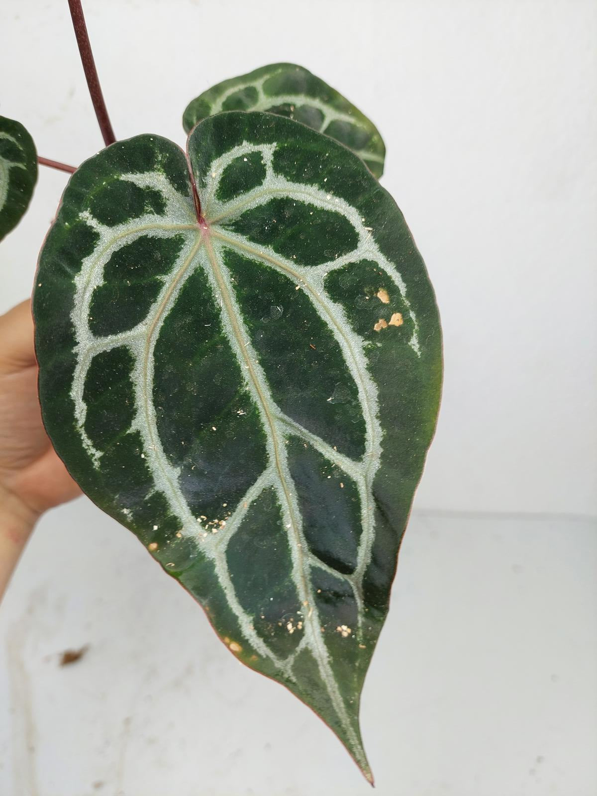 Anthurium Zara x Michelle X Michelle