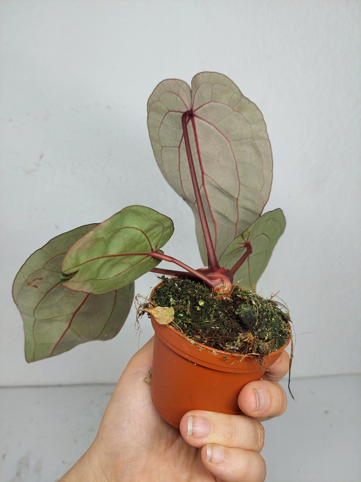 Anthurium Zara x Michelle X Michelle