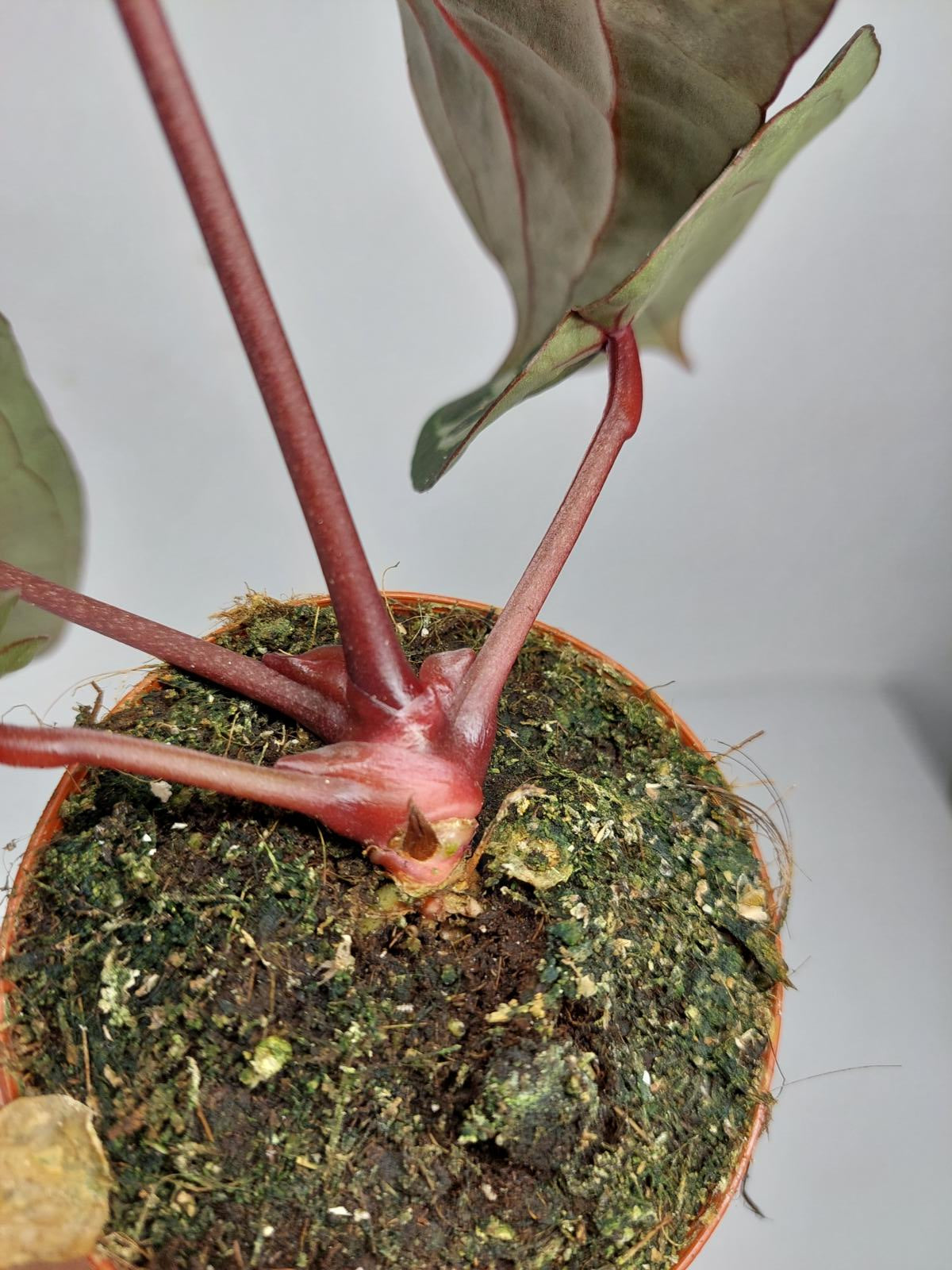 Anthurium Zara x Michelle X Michelle
