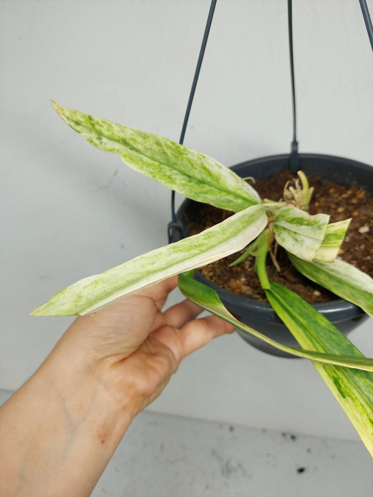 Anthurium Vittarifolium Variegata