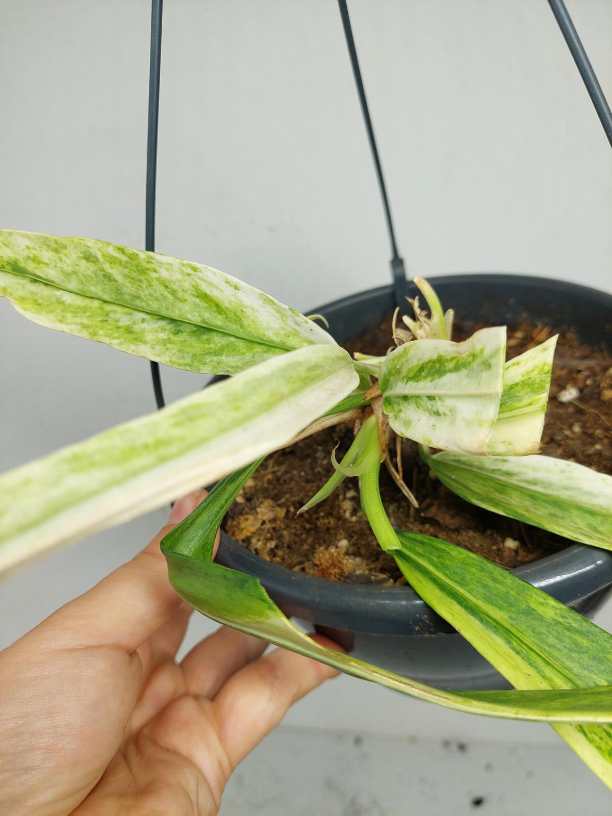 Anthurium Vittarifolium Variegata