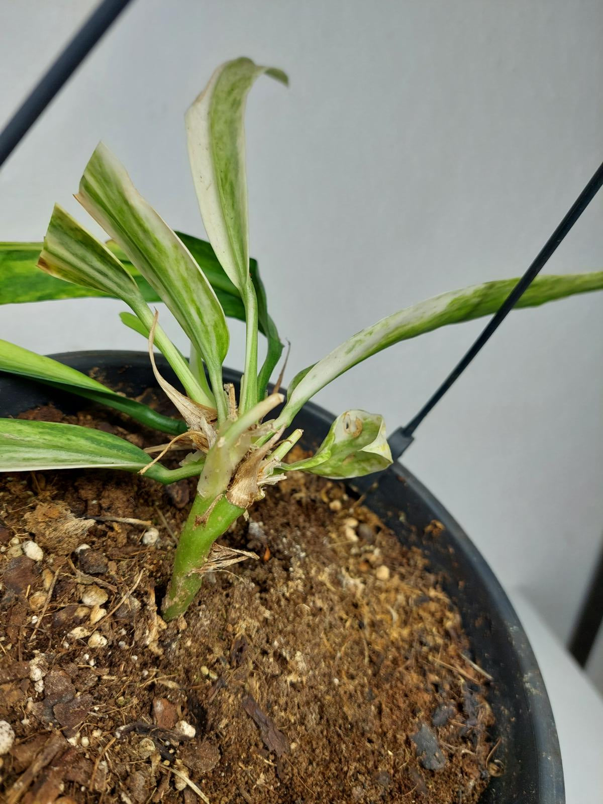 Anthurium Vittarifolium Variegata