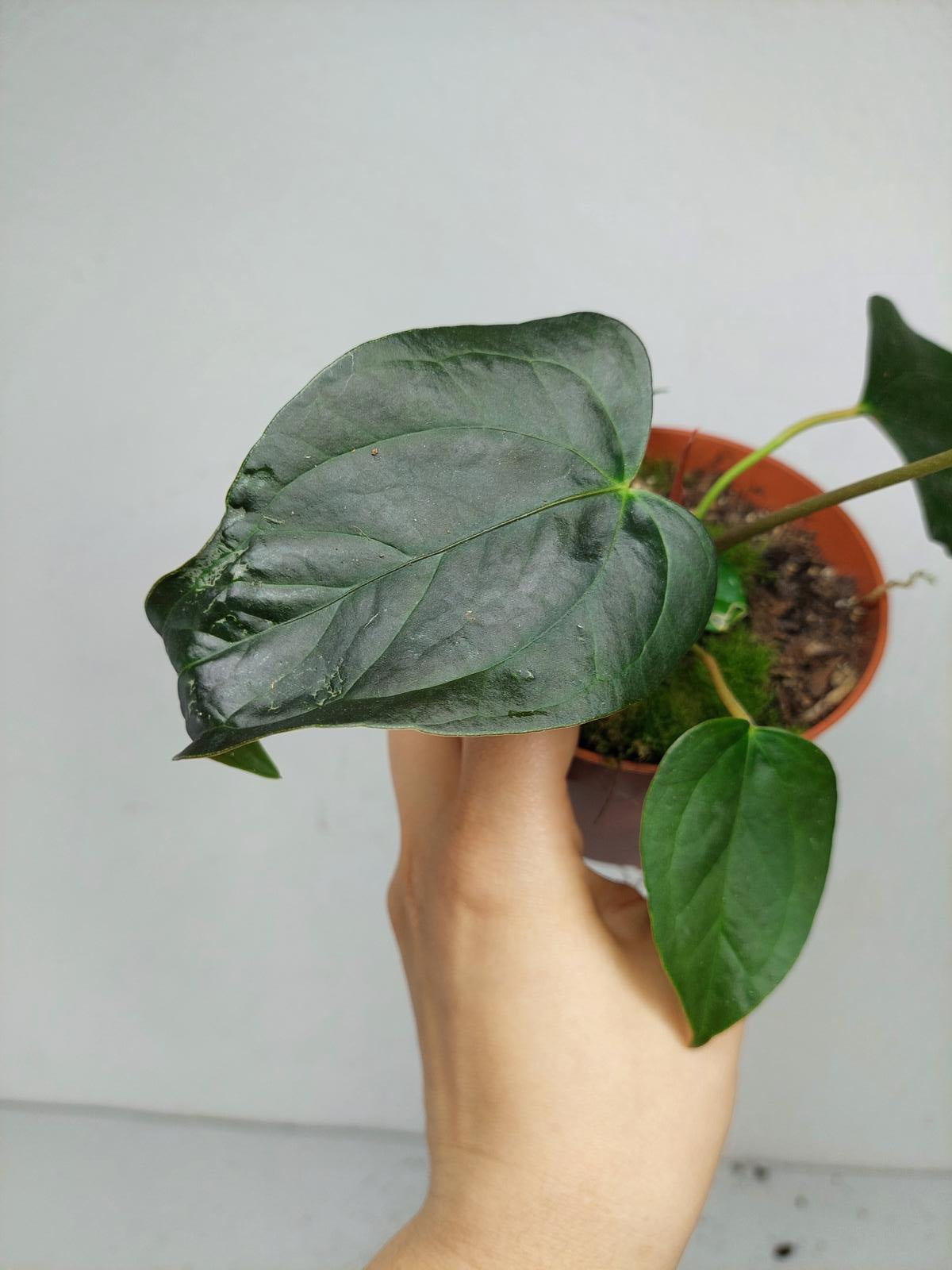 Anthurium Queen of Hearts (zum aussuchen)