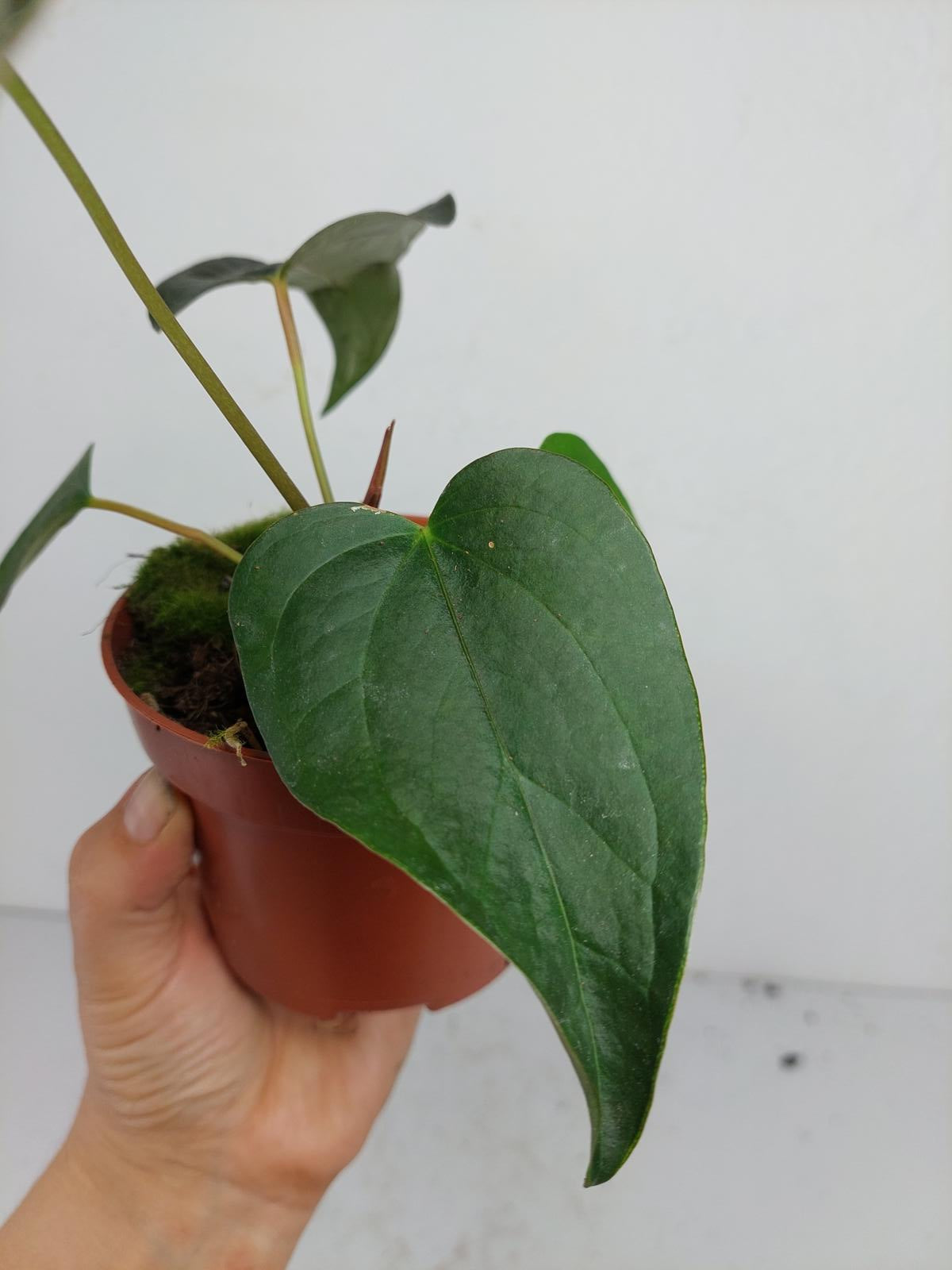 Anthurium Queen of Hearts (zum aussuchen)