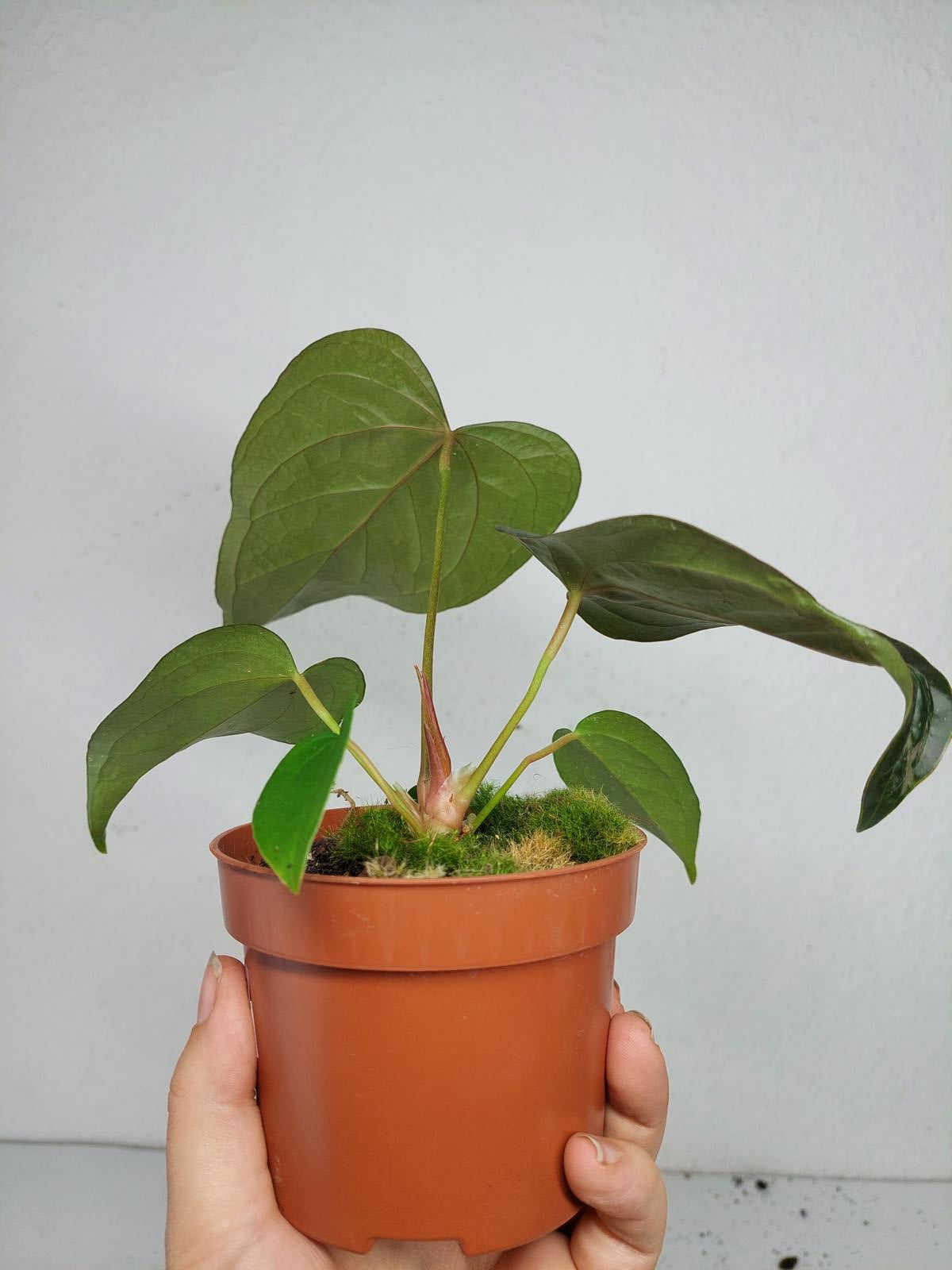 Anthurium Queen of Hearts (zum aussuchen)