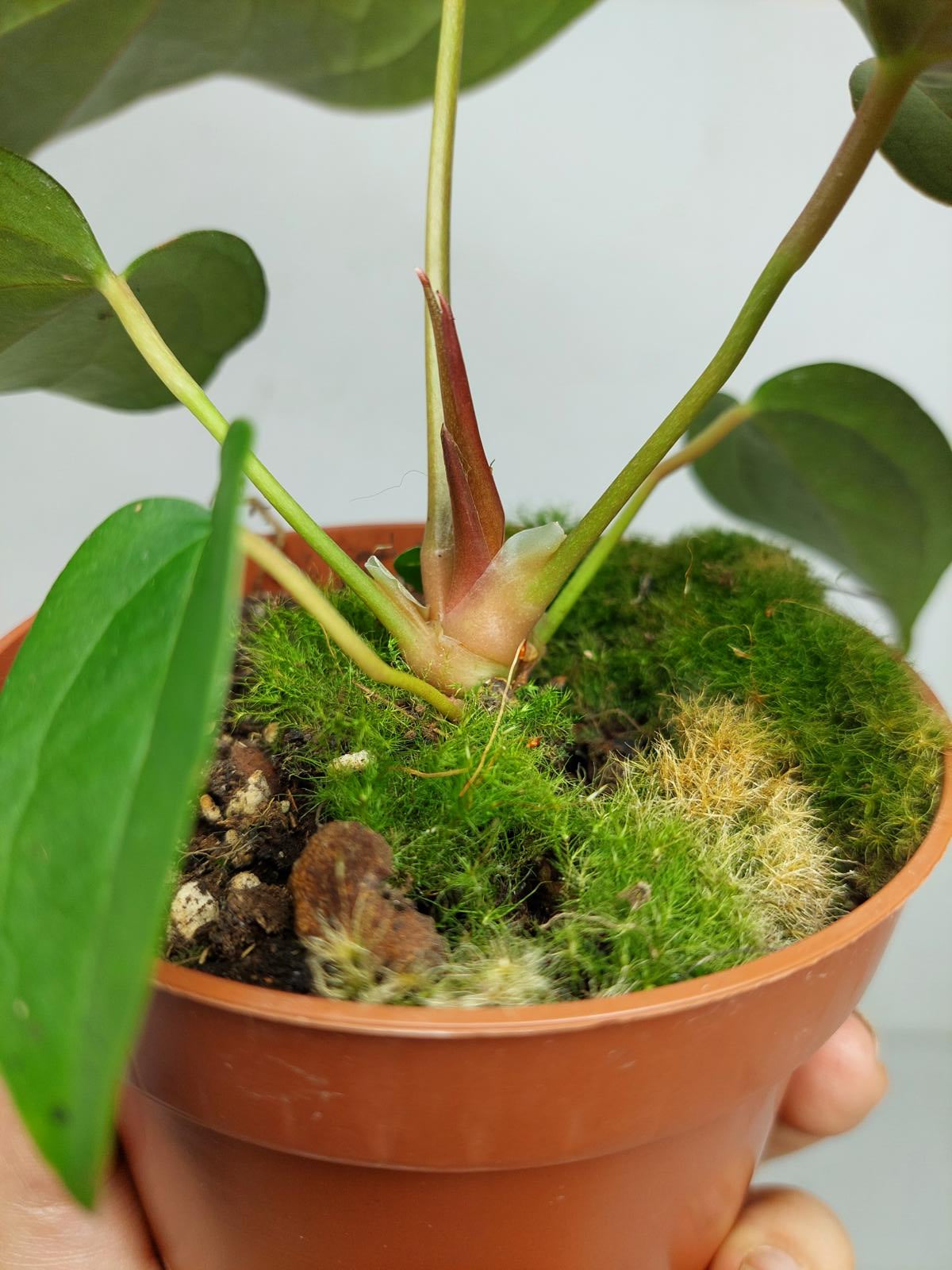 Anthurium Queen of Hearts (zum aussuchen)