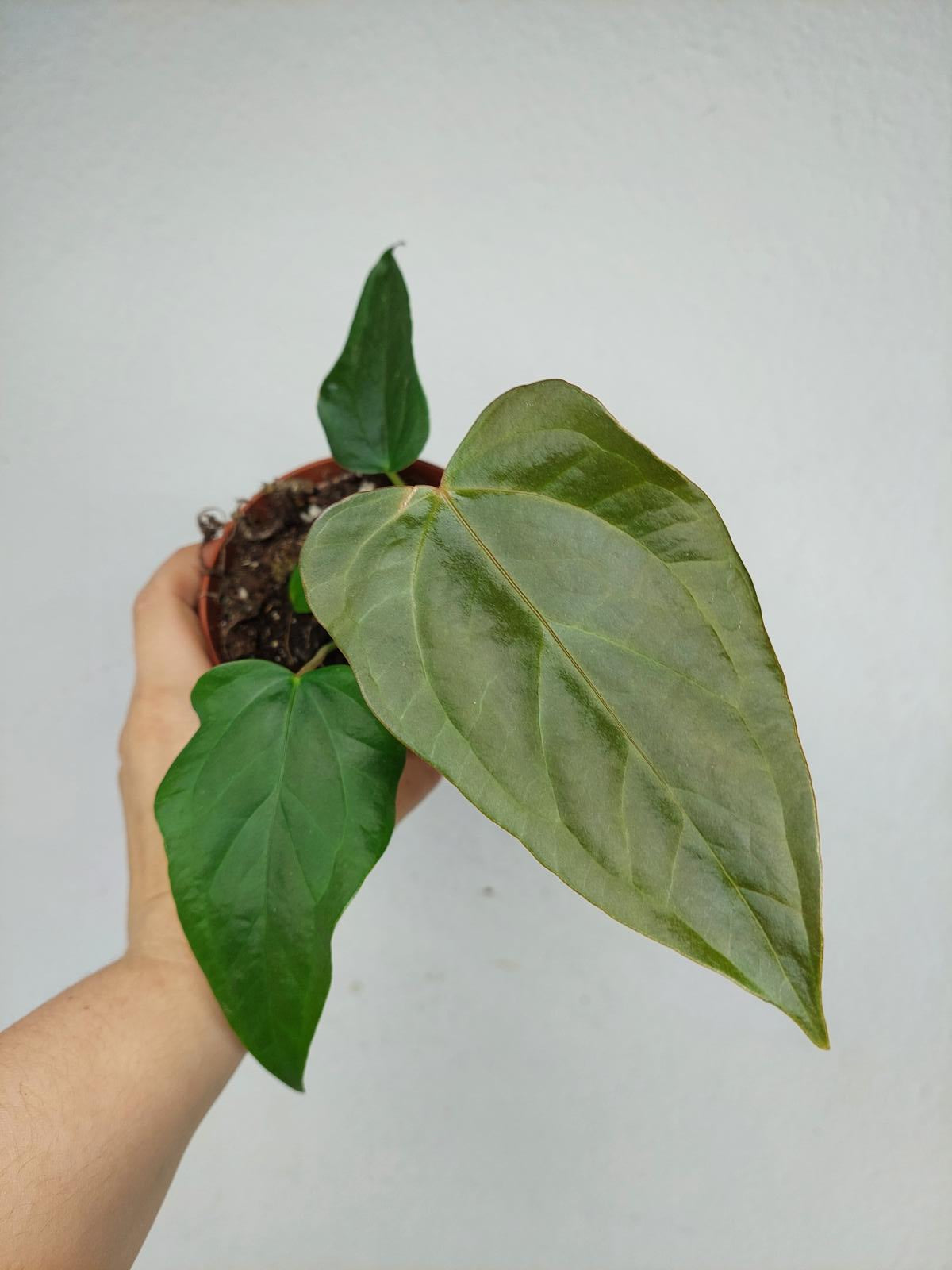 Anthurium Queen of Hearts (zum aussuchen)