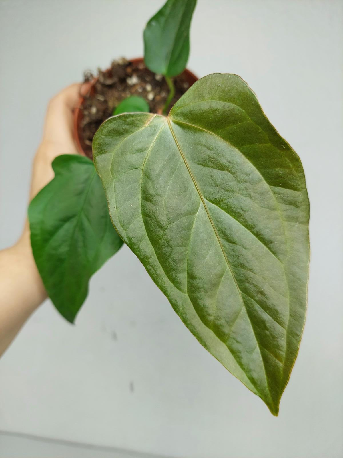 Anthurium Queen of Hearts (zum aussuchen)