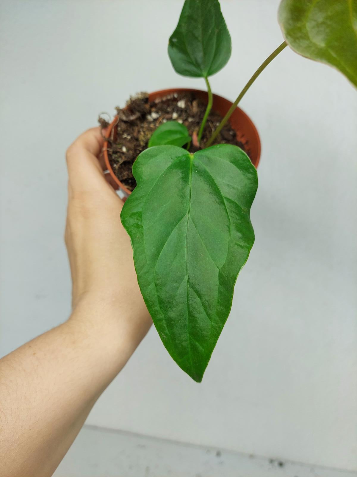 Anthurium Queen of Hearts (zum aussuchen)