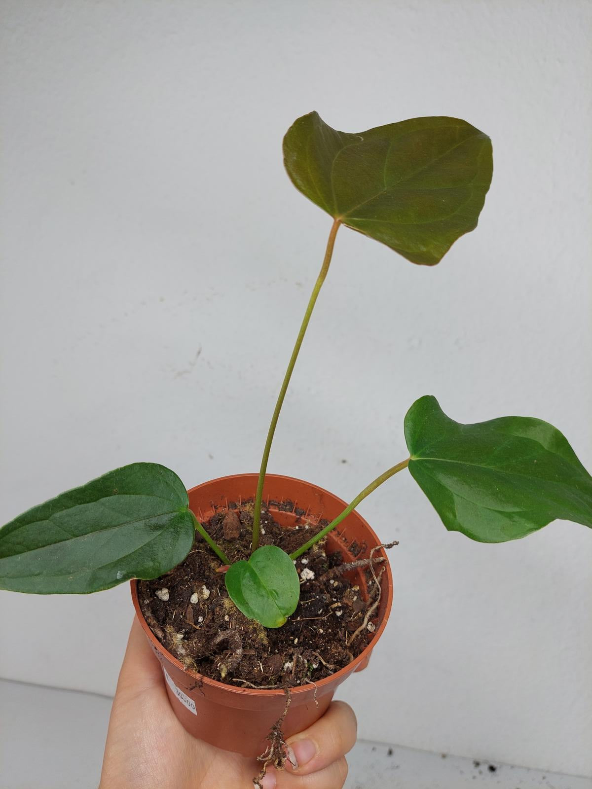 Anthurium Queen of Hearts (zum aussuchen)