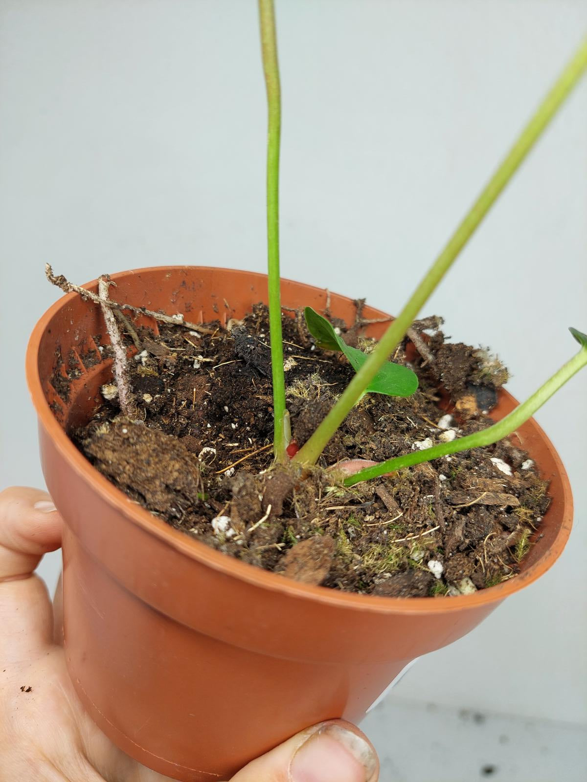 Anthurium Queen of Hearts (zum aussuchen)