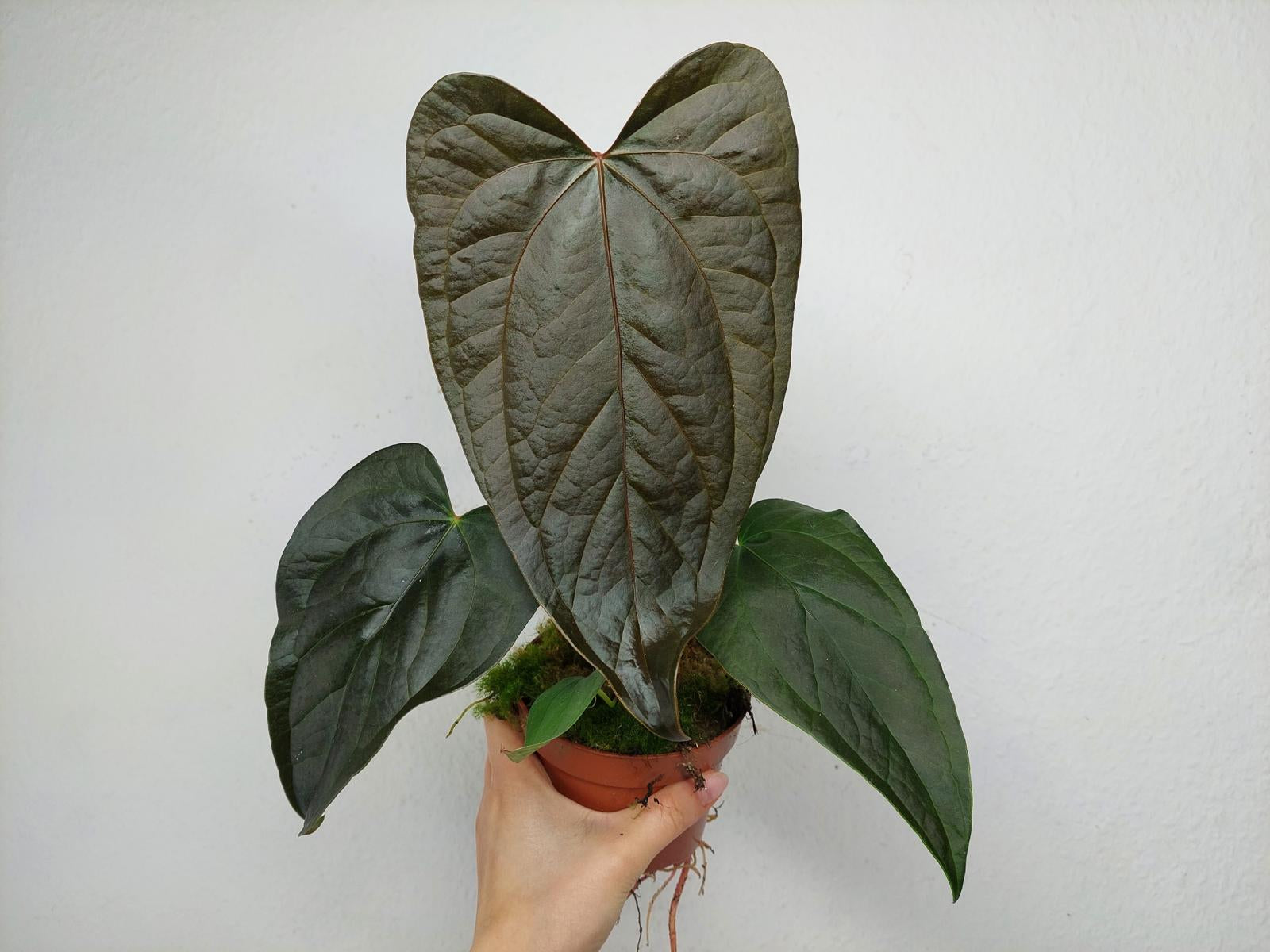 Anthurium Queen of Hearts