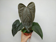 Anthurium Queen of Hearts