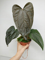 Anthurium Queen of Hearts