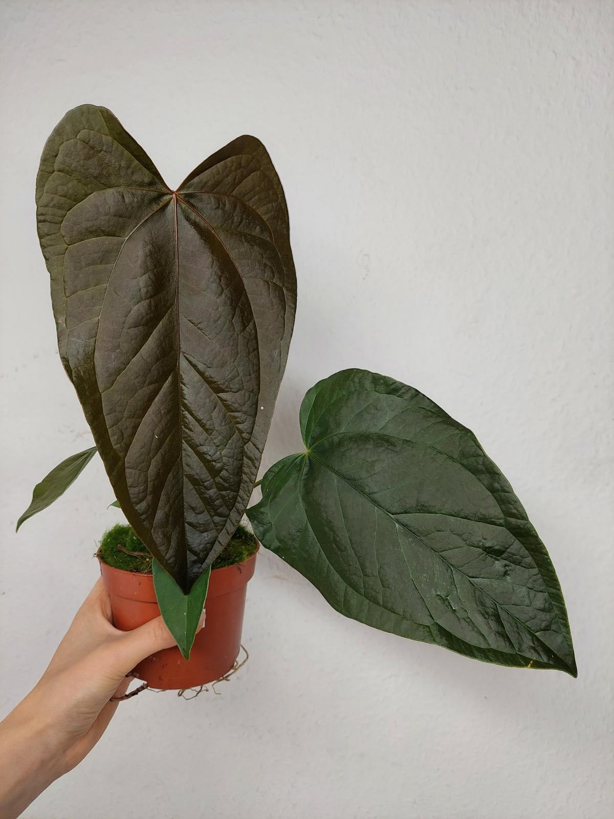 Anthurium Queen of Hearts