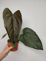 Anthurium Queen of Hearts