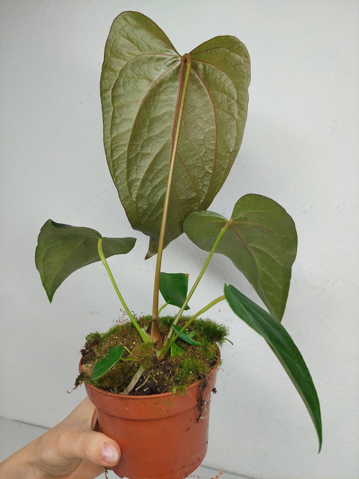 Anthurium Queen of Hearts