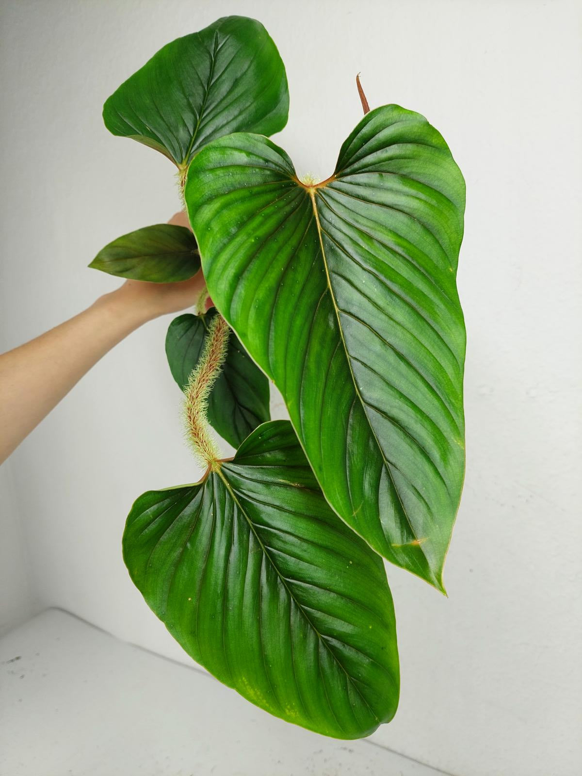 Philodendron Serpens