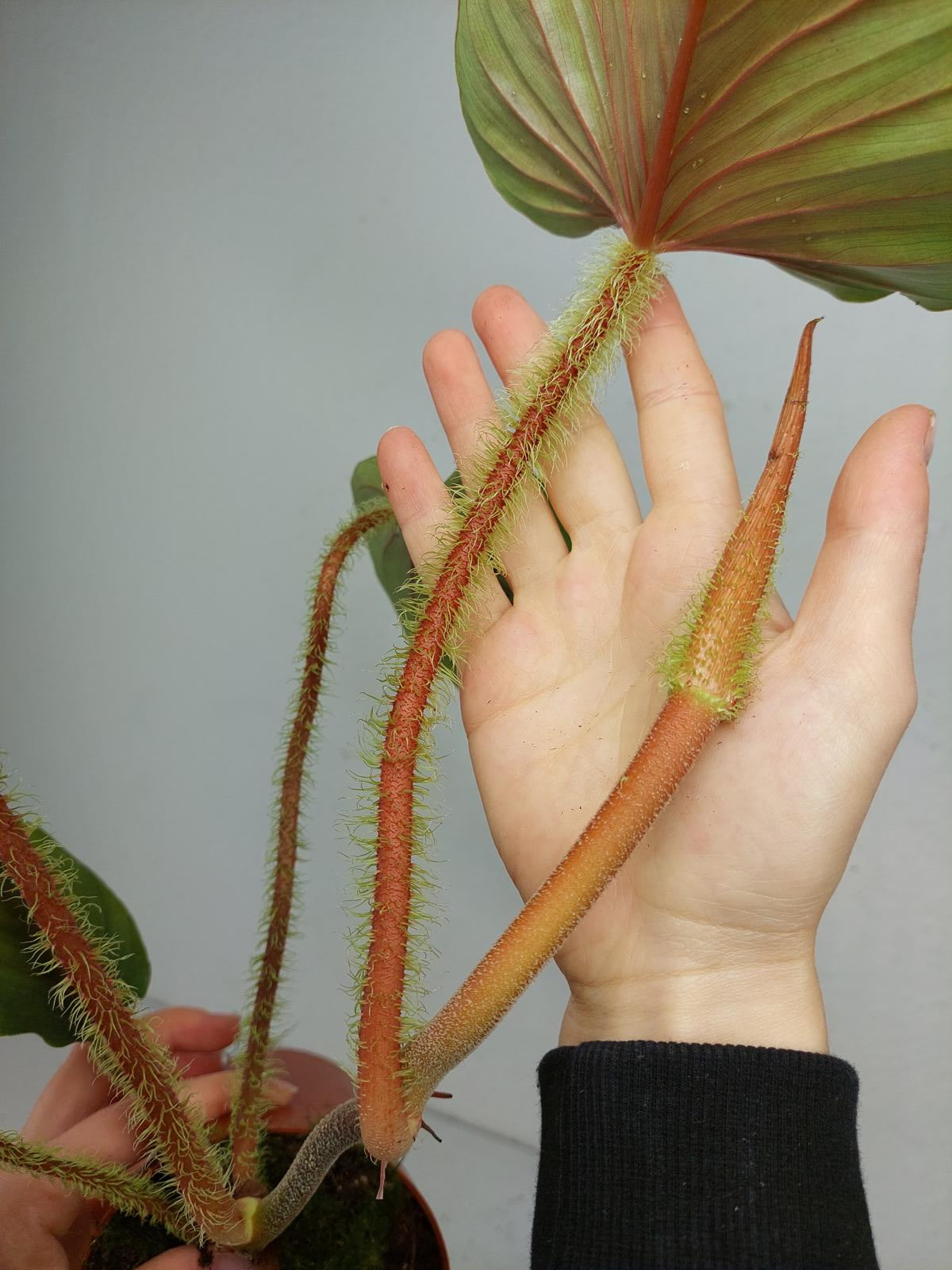 Philodendron Serpens