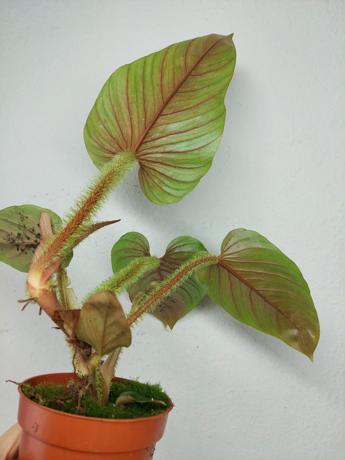 Philodendron Serpens