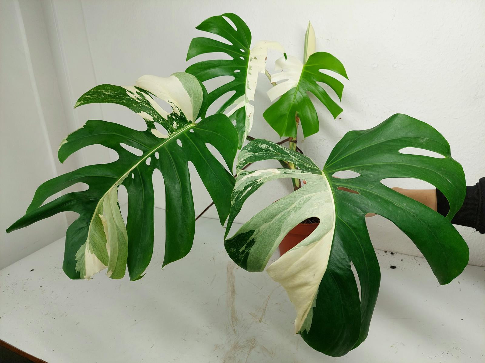 Monstera Variegata mit Frucht