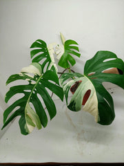 Monstera Variegata mit Frucht