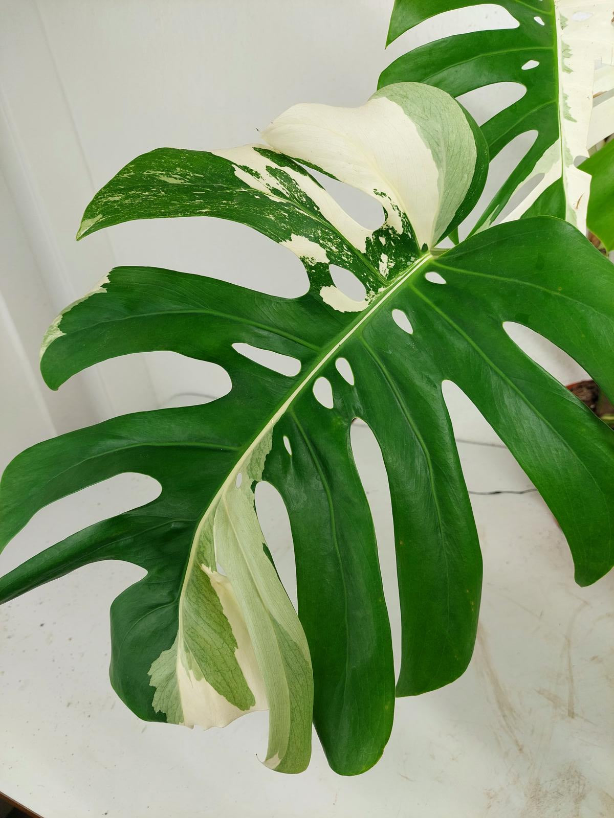 Monstera Variegata mit Frucht