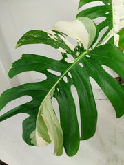 Monstera Variegata mit Frucht