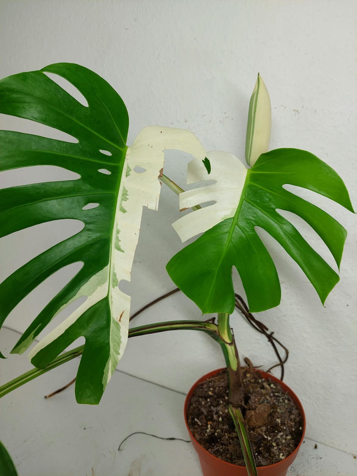 Monstera Variegata mit Frucht