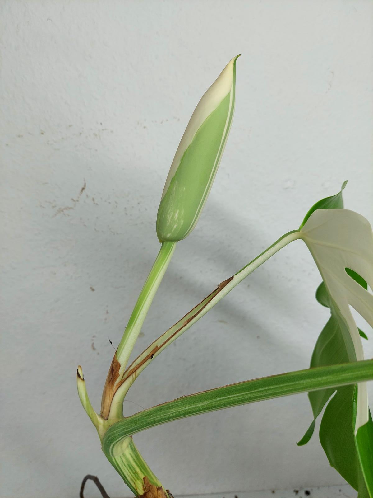 Monstera Variegata mit Frucht