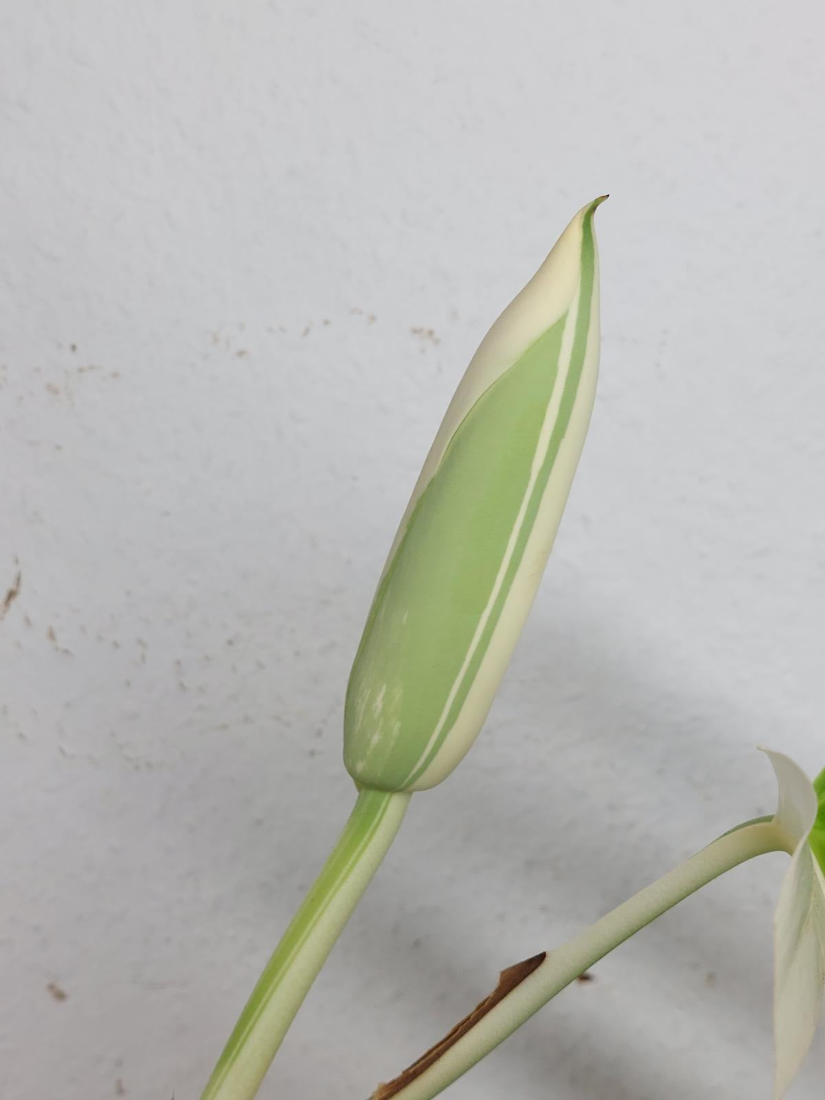 Monstera Variegata mit Frucht