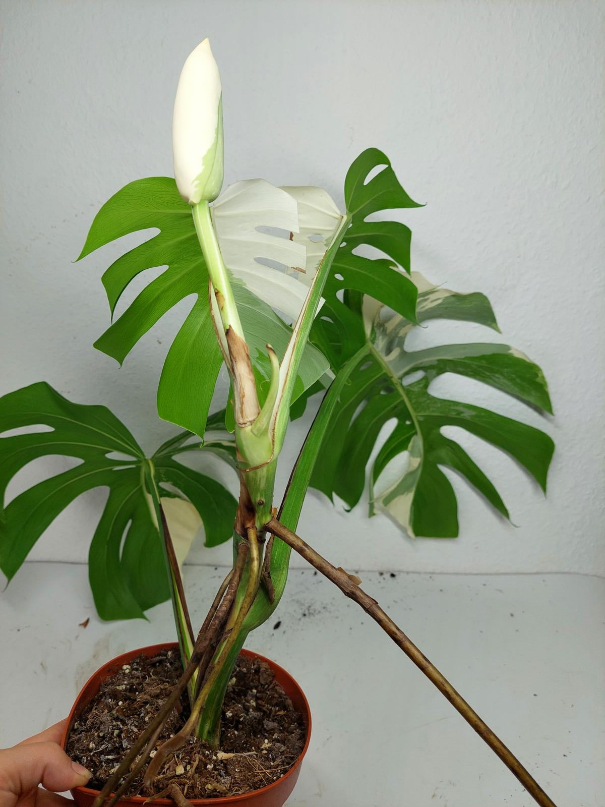 Monstera Variegata mit Frucht