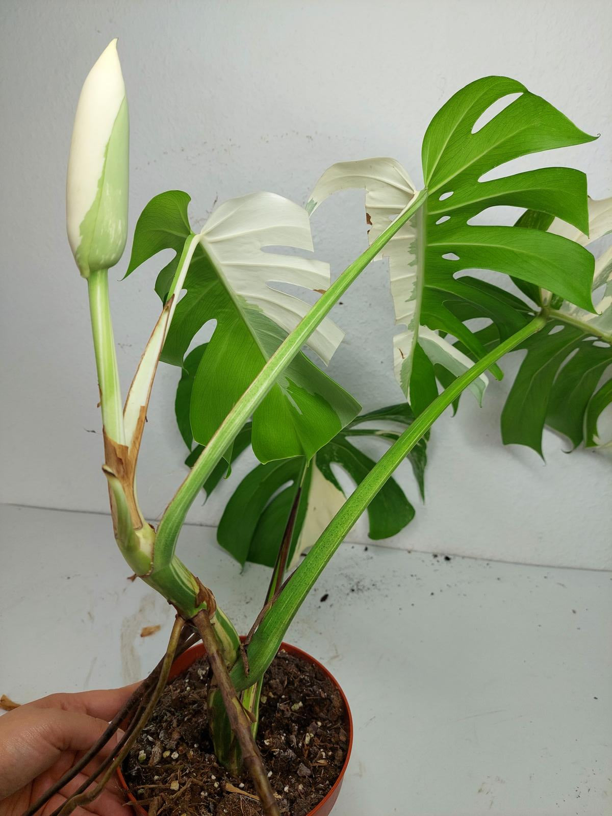 Monstera Variegata mit Frucht