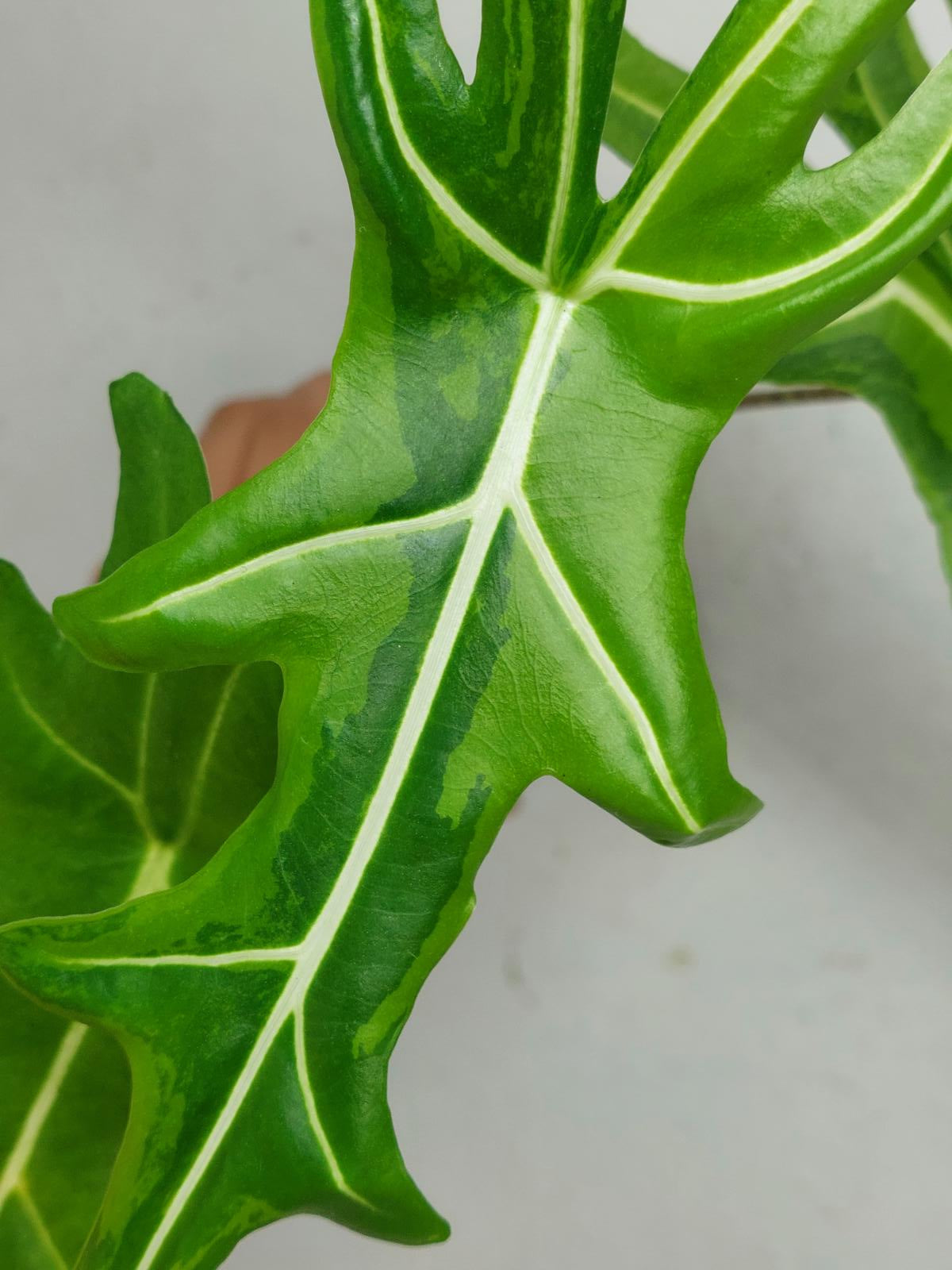 Alocasia Portei Aurea