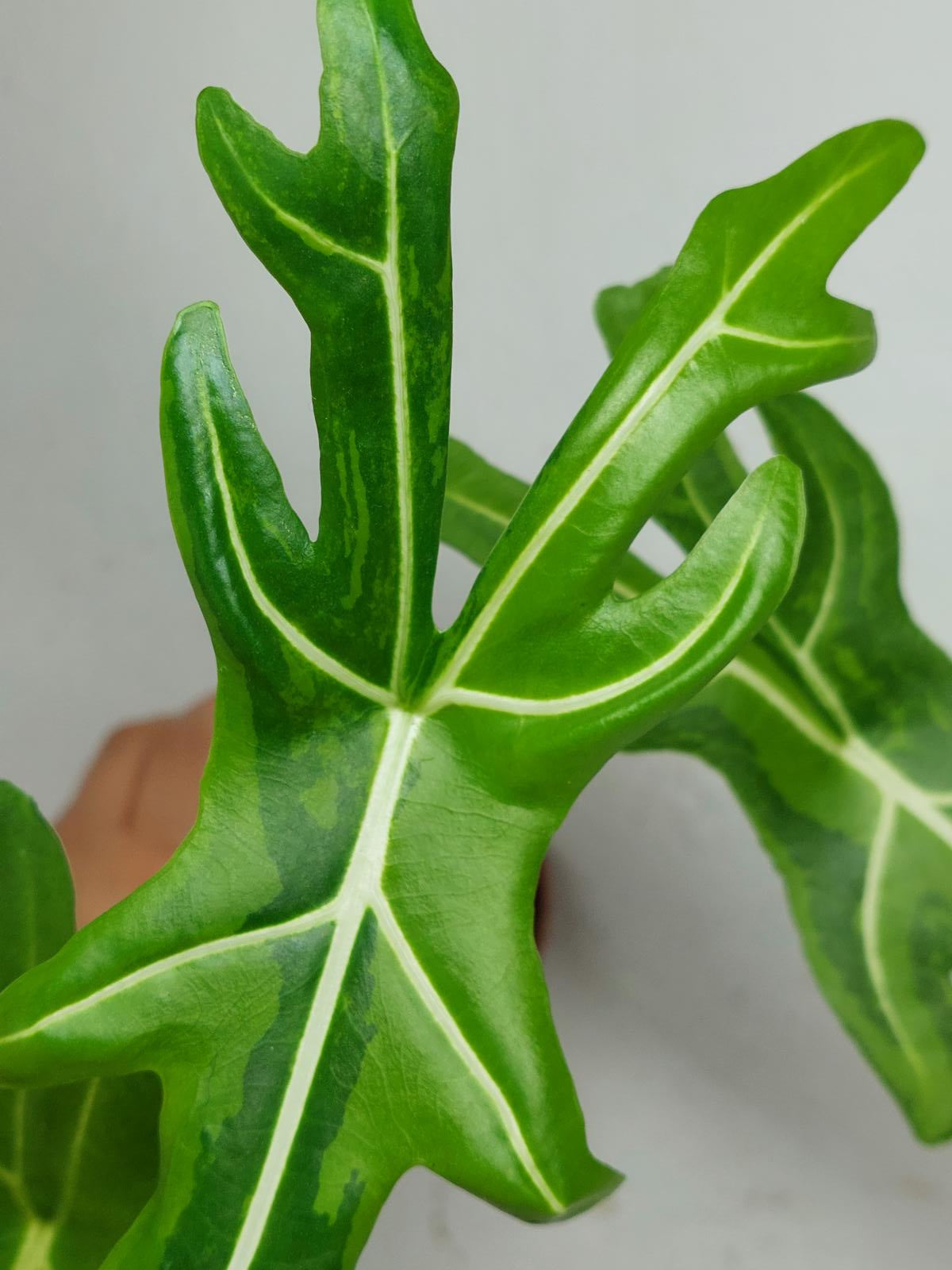 Alocasia Portei Aurea