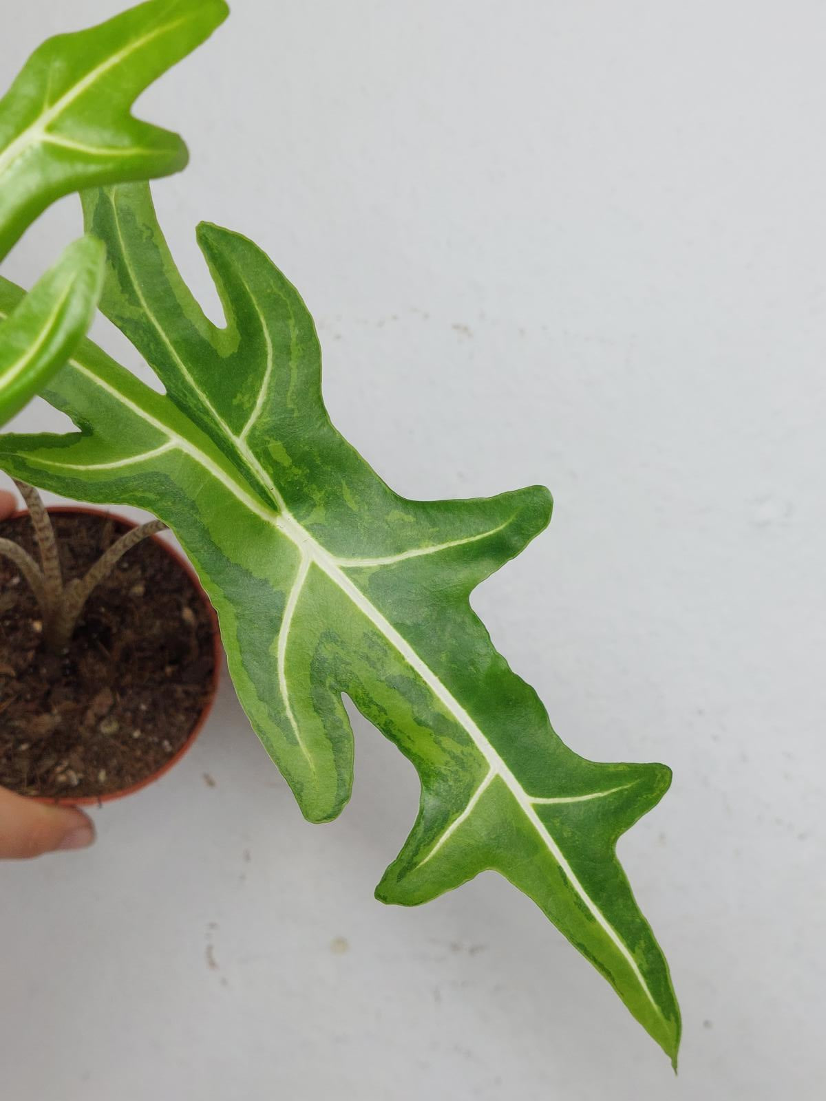 Alocasia Portei Aurea