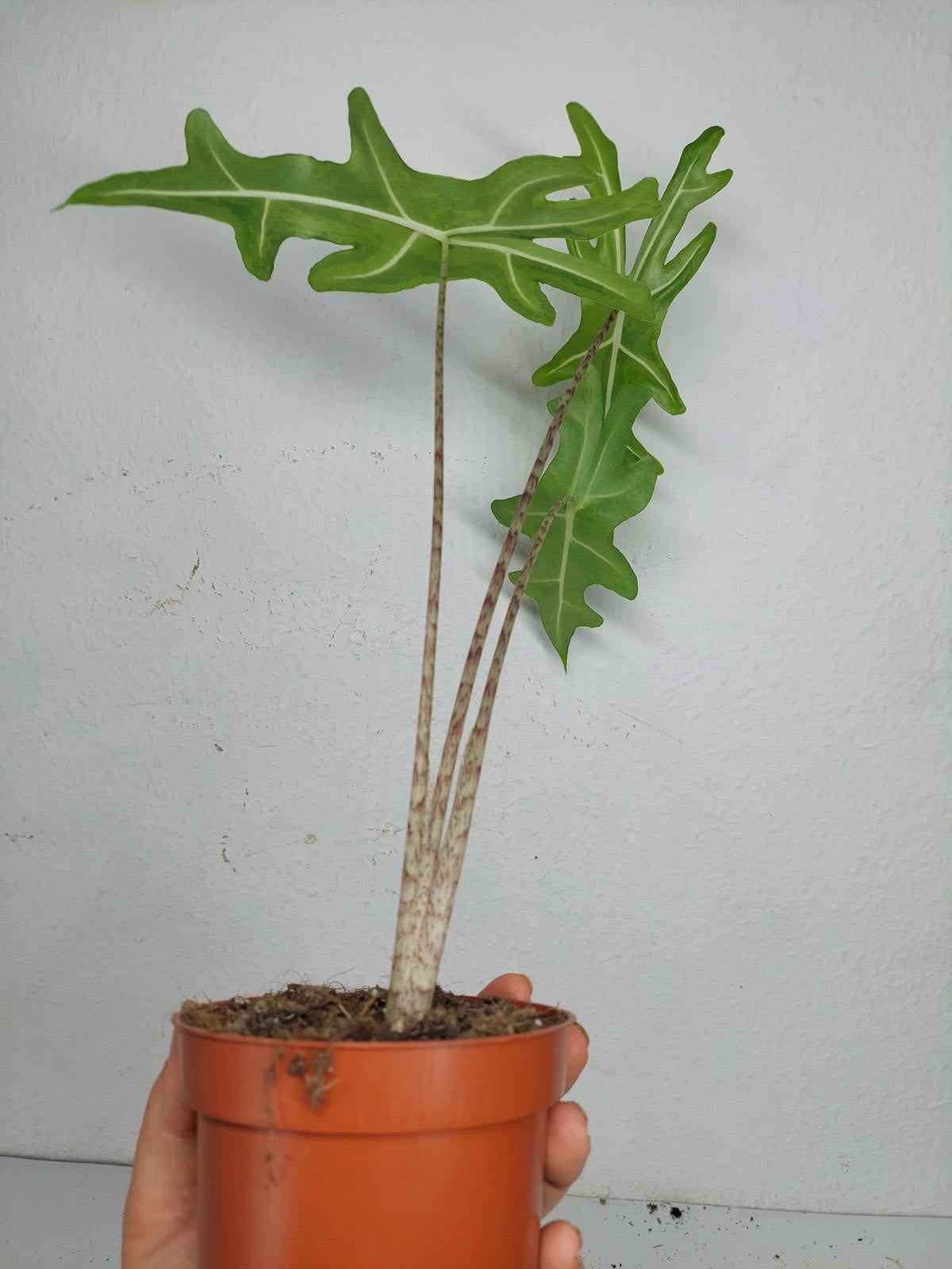 Alocasia Portei Aurea