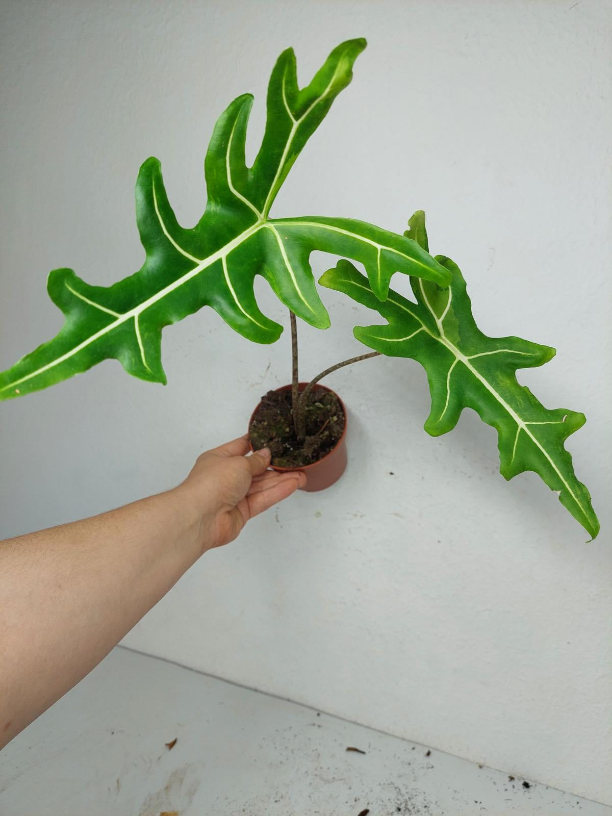 Alocasia Portei Aurea